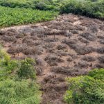 DUNAS DE BANÍ: Ministerio de Medio Ambiente investiga daño a santuario natural; con frecuencias se denuncian saqueo de arena a pequeño desierto