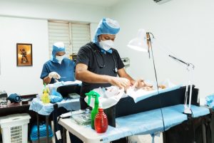 INCLUSIÓN ANIMAL: Alcaldía del DN ha realizado 30 jornadas de bienestar animal; más de 3,000 perros y gatos han sido esterilizados
