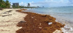 SARGAZO: Macroalga continúa llegando a las costas de República Dominicana; es consecuencia de crisis climática global y afecta el turismo