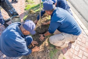 SIEMBRA DE ARBOLES: Alcaldía del DN continúa Plan de Arbolado Urbano con plantación de 150 árboles en la Rómulo Betancourt