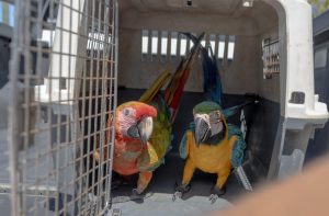 ¿TIENE ANIMINALES EXÓTICOS? Medio Ambiente hace llamado al registro obligatorio de estos en República Dominicana