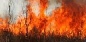 !ALERTA POR INCENDIOS FORESTALES! Observatorio de Áreas Protegidas estima en más de 150 kilómetros cuadrados superficie forestal afectada o alcanzada por fuegos de esta temporada